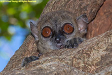 sportive lemur